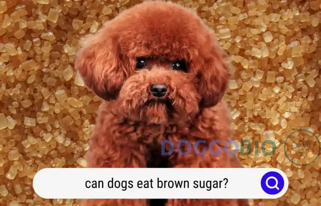 Can Dogs Have Brown Sugar: The Truth and Safer Treats 2024