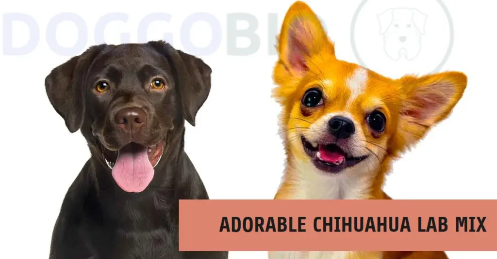 Chihuahua Lab Mix: Tiny, Loyal Love Bundle