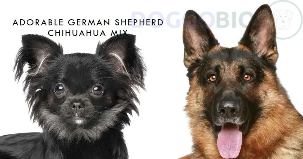 German Shepherd Chihuahua Mix: Heartwarming Mysteries