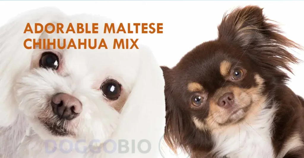 Maltese Chihuahua Mix: Heartwarming Elegance