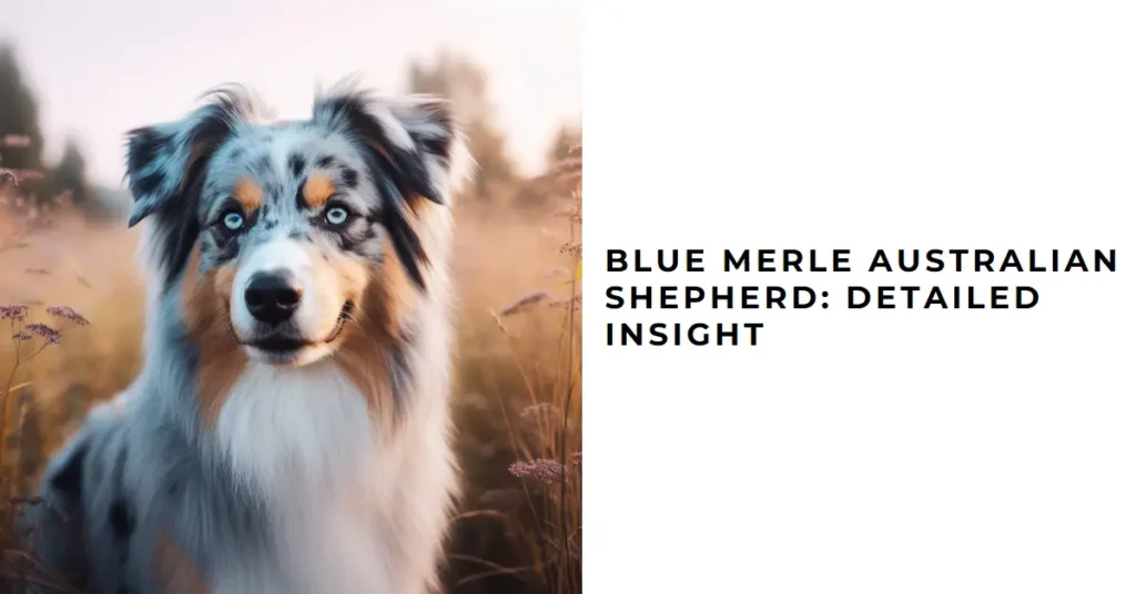 Blue Merle Australian Shepherd: Detailed Insight