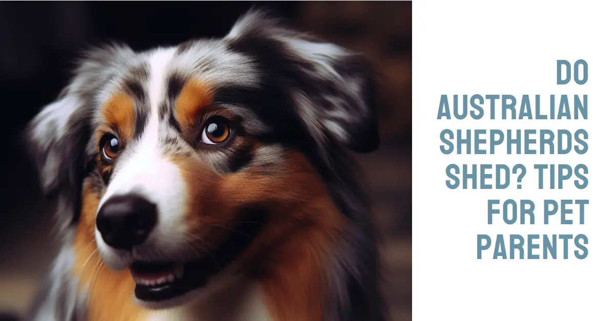 Do Australian Shepherds Shed Unlock Shed Free Bliss 2024   Do Australian Shepherds Shed  Tips For Pet Parents.webp