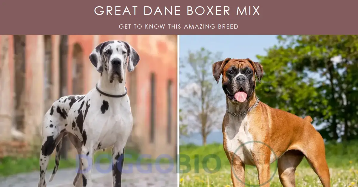 Great Dane Boxer Mix Dynamic Duo Unleashed 2024