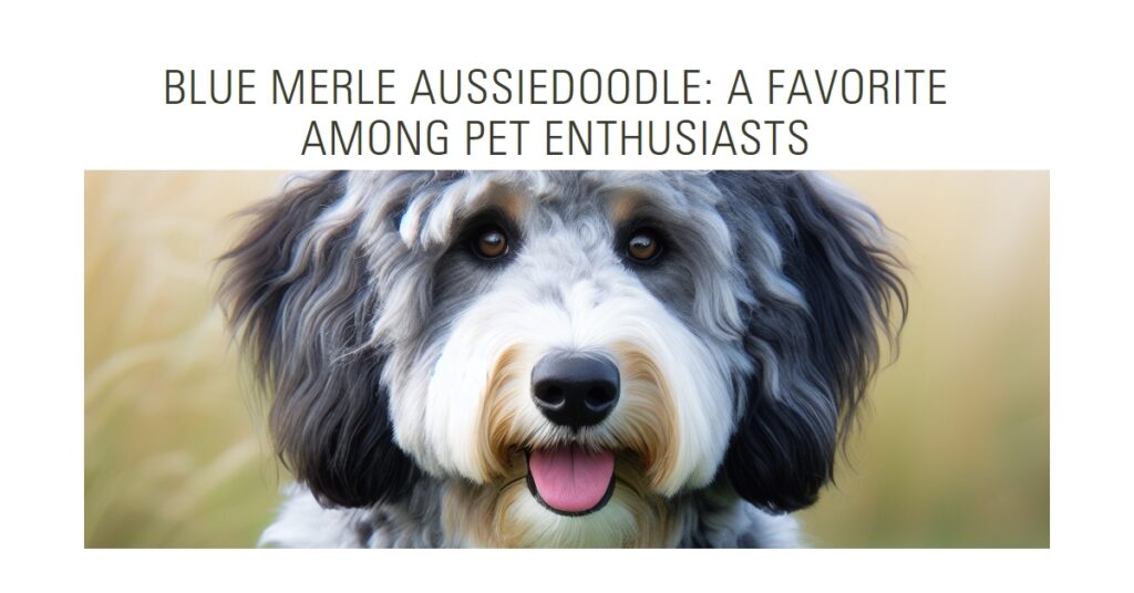 Blue Merle Aussiedoodle: Joy of a Unique Pal