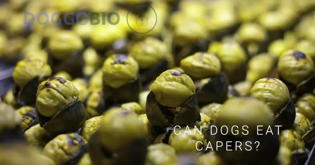 Can Dogs Eat Capers: Unlocking the Mystery