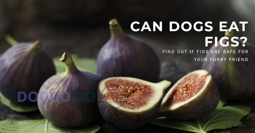 Can Dogs Eat Figs? Hidden Dangers, Surprising Benefits!