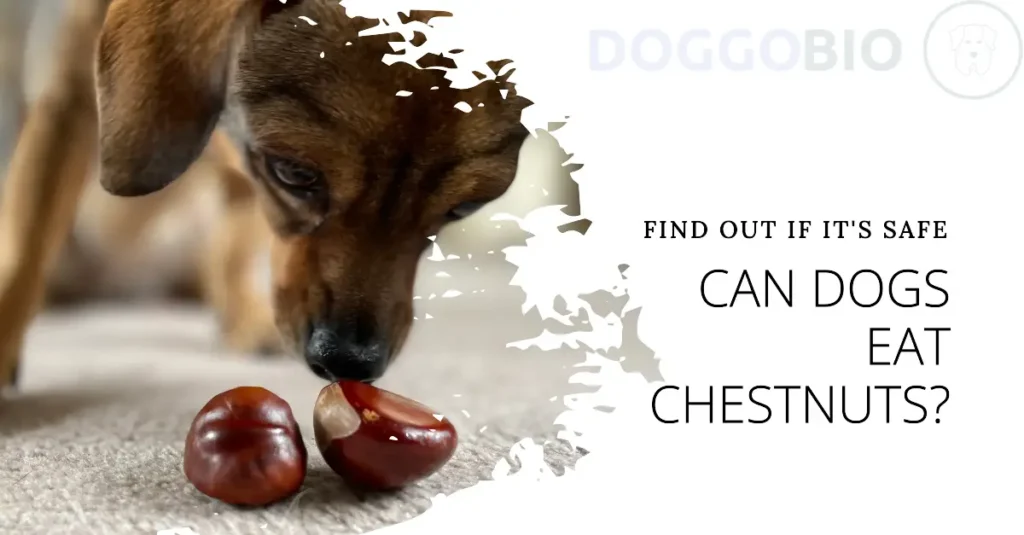 Can Dogs Eat Chestnuts? Expert Insights and Caring Tips