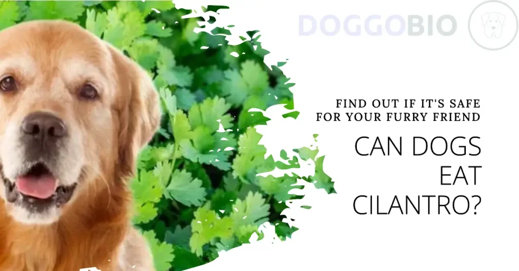 Can Dogs Eat Cilantro? Discover the Nourishing Delight!