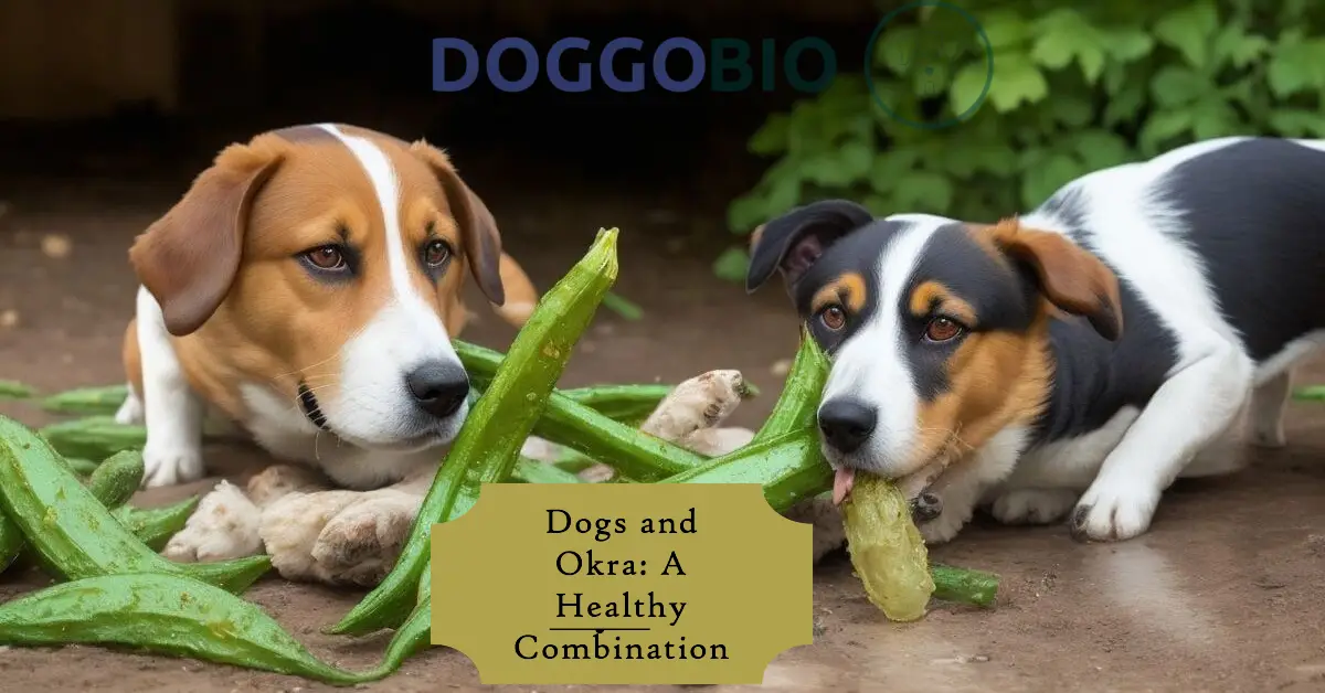 Can Dogs Eat Okra? Unlocking the Secrets to a Vibrant Pup 2024