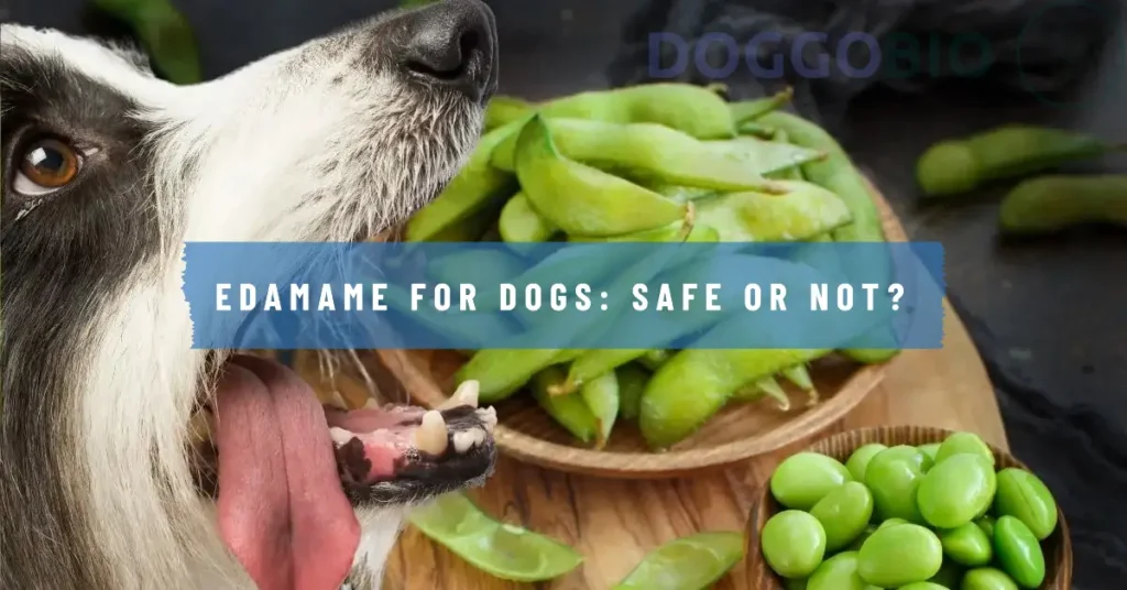 Can Dogs Eat Edamame? Revealing Benefits and Perils!