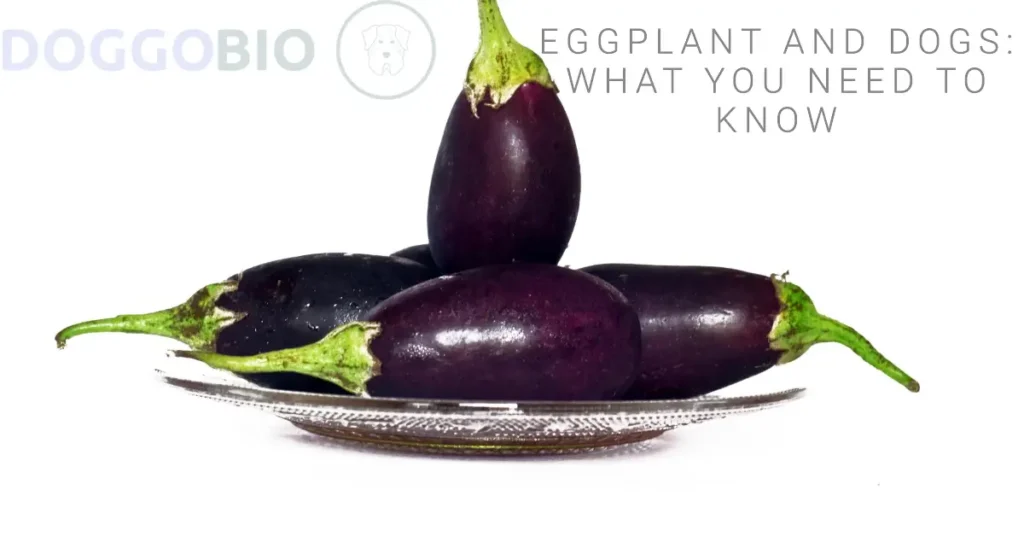 Can Dogs Eat Eggplant? Discover the Benefits and Risks!