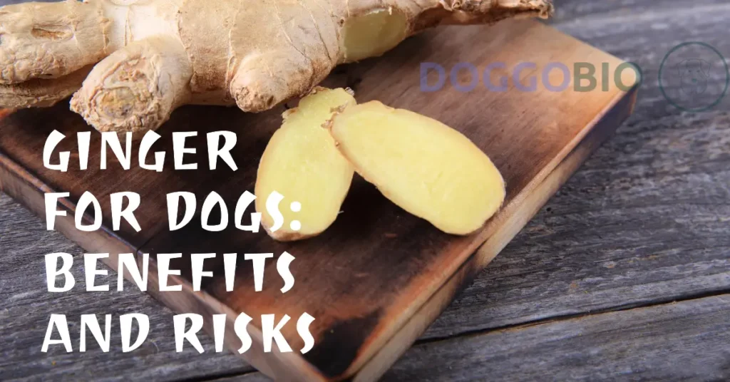 Can Dogs Eat Ginger? Ignite Your Dog's Vitality