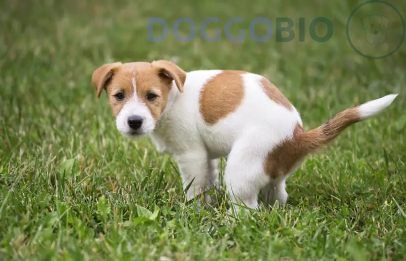 What Is the Most Common Cause of Diarrhea in Dogs?