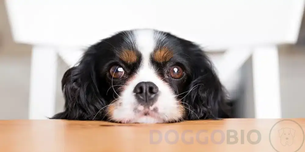 What Food To Help Dog Express Glands?