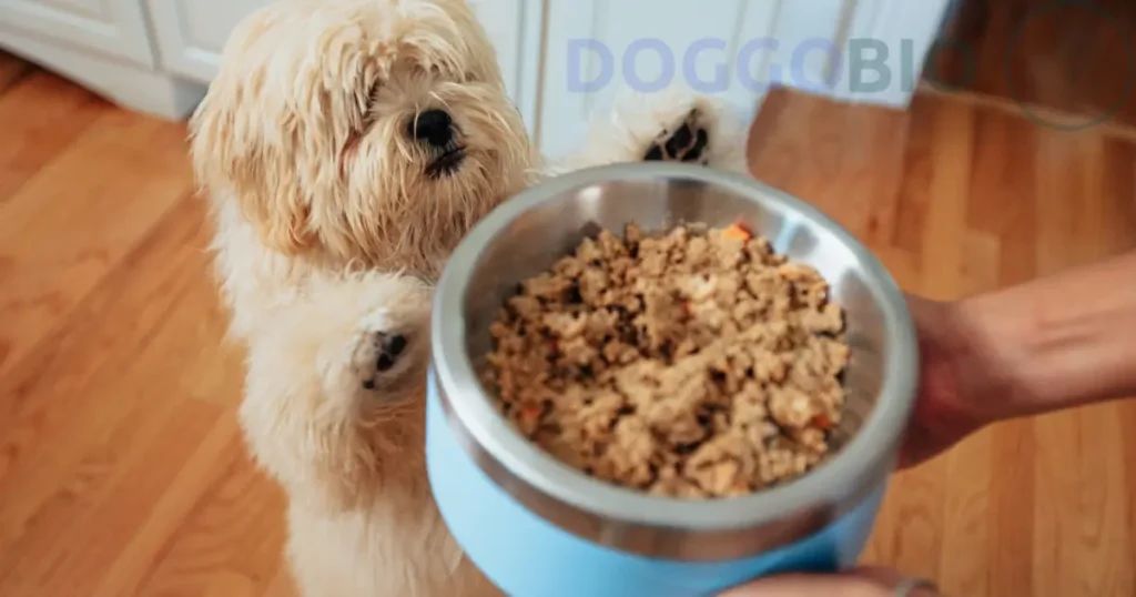 How to Choose the Best Human-Grade Dog Food?