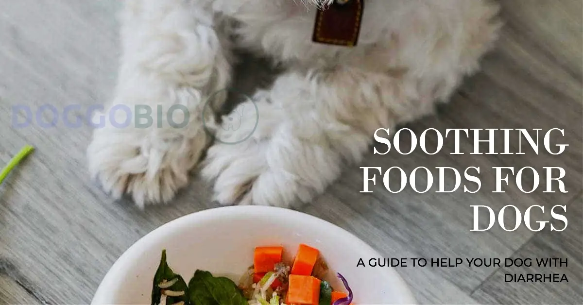 what-to-feed-dog-with-diarrhea-a-comprehensive-guide-2024