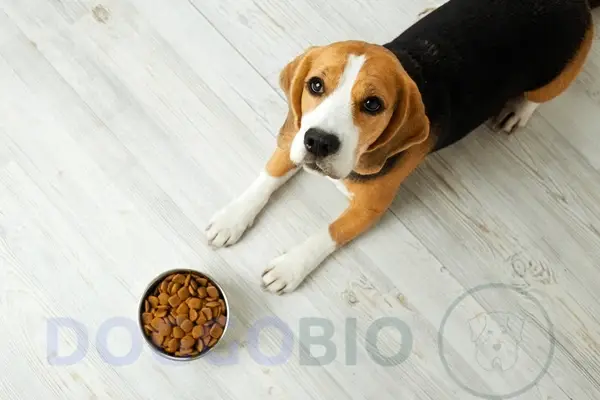 How To Choose The Best Dog Food for Beagles?