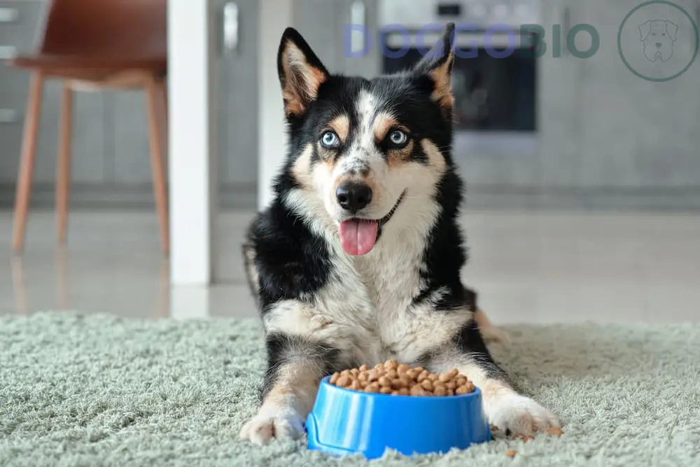 Pros and Cons of Dehydrated Dog Food