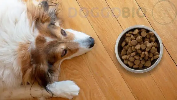 What Do You Get by Paying More for Dog Food?