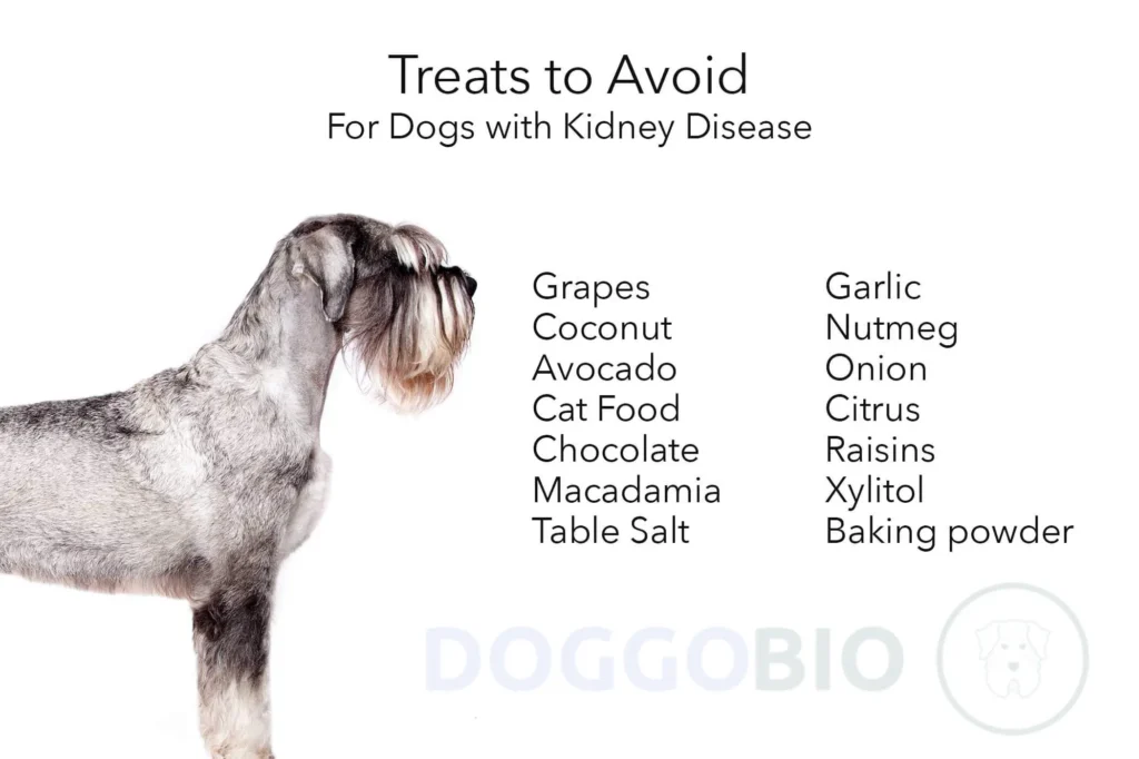 How Do I Choose The Best Kidney Diet for Dogs?